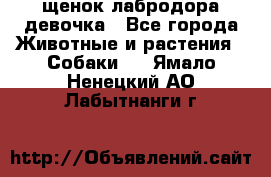 щенок лабродора девочка - Все города Животные и растения » Собаки   . Ямало-Ненецкий АО,Лабытнанги г.